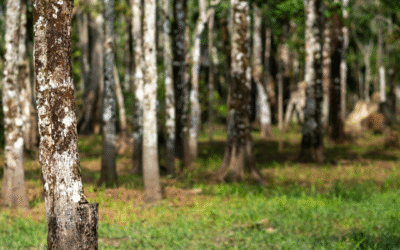 Soil: The root of the future