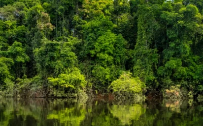 BioCarbon: fortaleciendo la acción comunitaria en la Amazonía