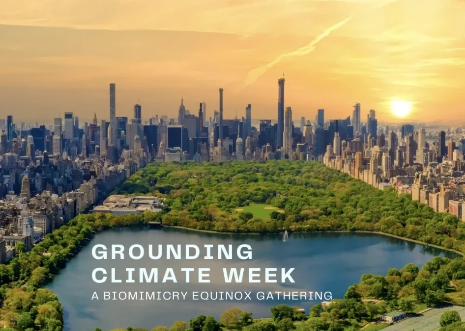 Grounding Climate Week: A Biomimicry Equinox Gathering
