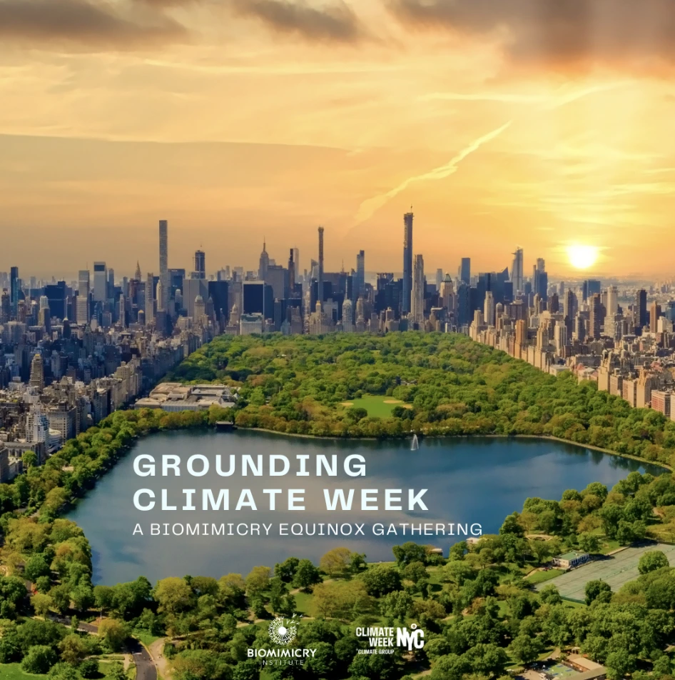 Grounding Climate Week: A Biomimicry Equinox Gathering