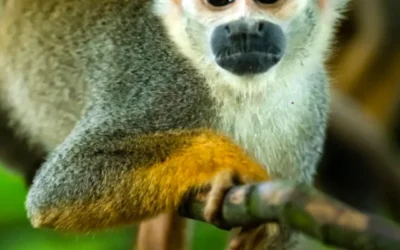COP30, Cradle of Biodiversity