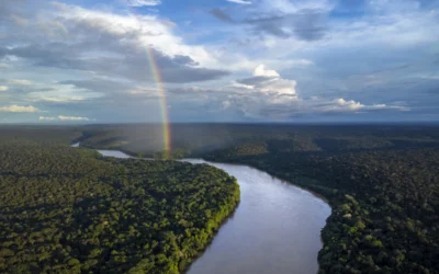 Festival Estéreo Picnic Offsets Its Carbon Footprint Together with The Community Forests