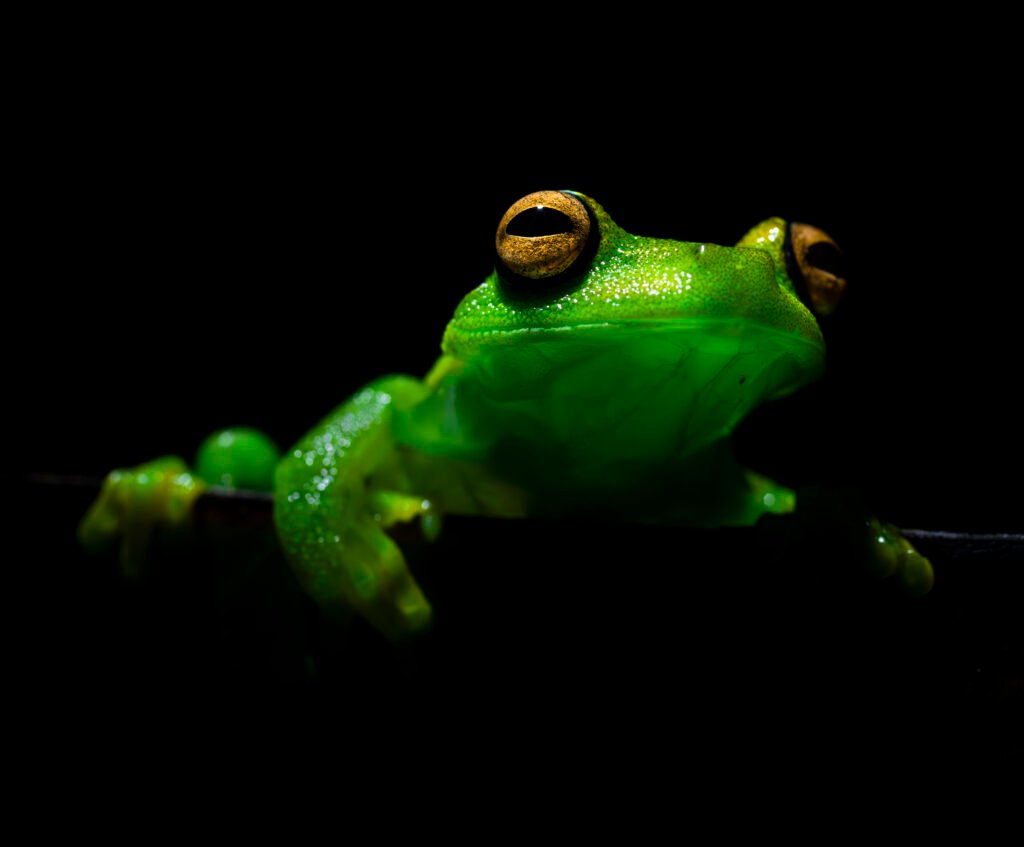 Rana arbórea verde sobre una rama en la selva amazónica, especie sensible a los cambios ambientales y representativa de la biodiversidad del territorio.